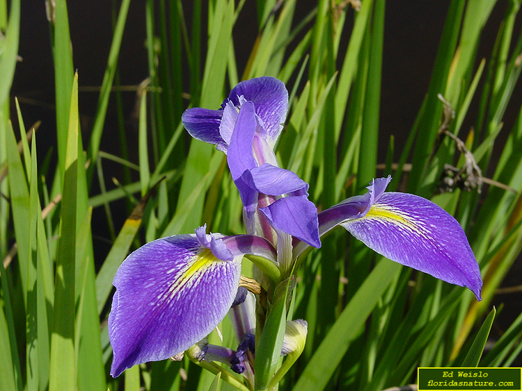 Purple Flowers In South Florida Purple Fall Wildflowers In Florida